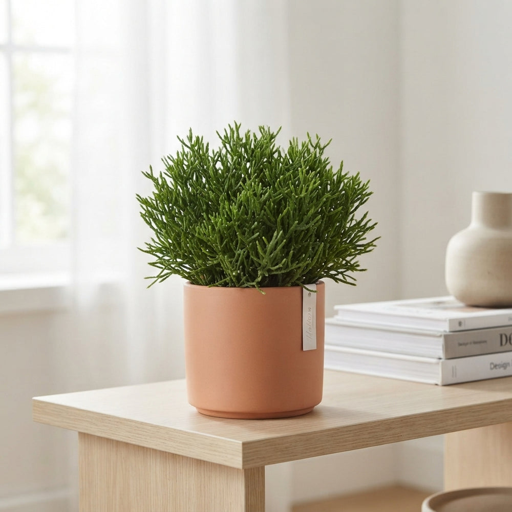 Hatiora Cactus – 12cm Pot, 17cm High