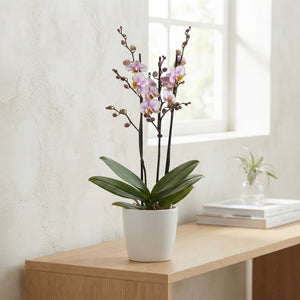 Purple Phalaenopsis Orchid – 12cm Pot, 55cm Tall