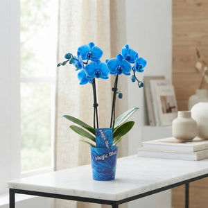 Blue Phalaenopsis Orchid (2 Stem) – 9cm Pot