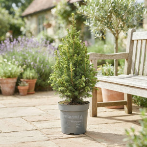 Miniature Norway Spruce ‘Magnifique’ – 10cm Pot