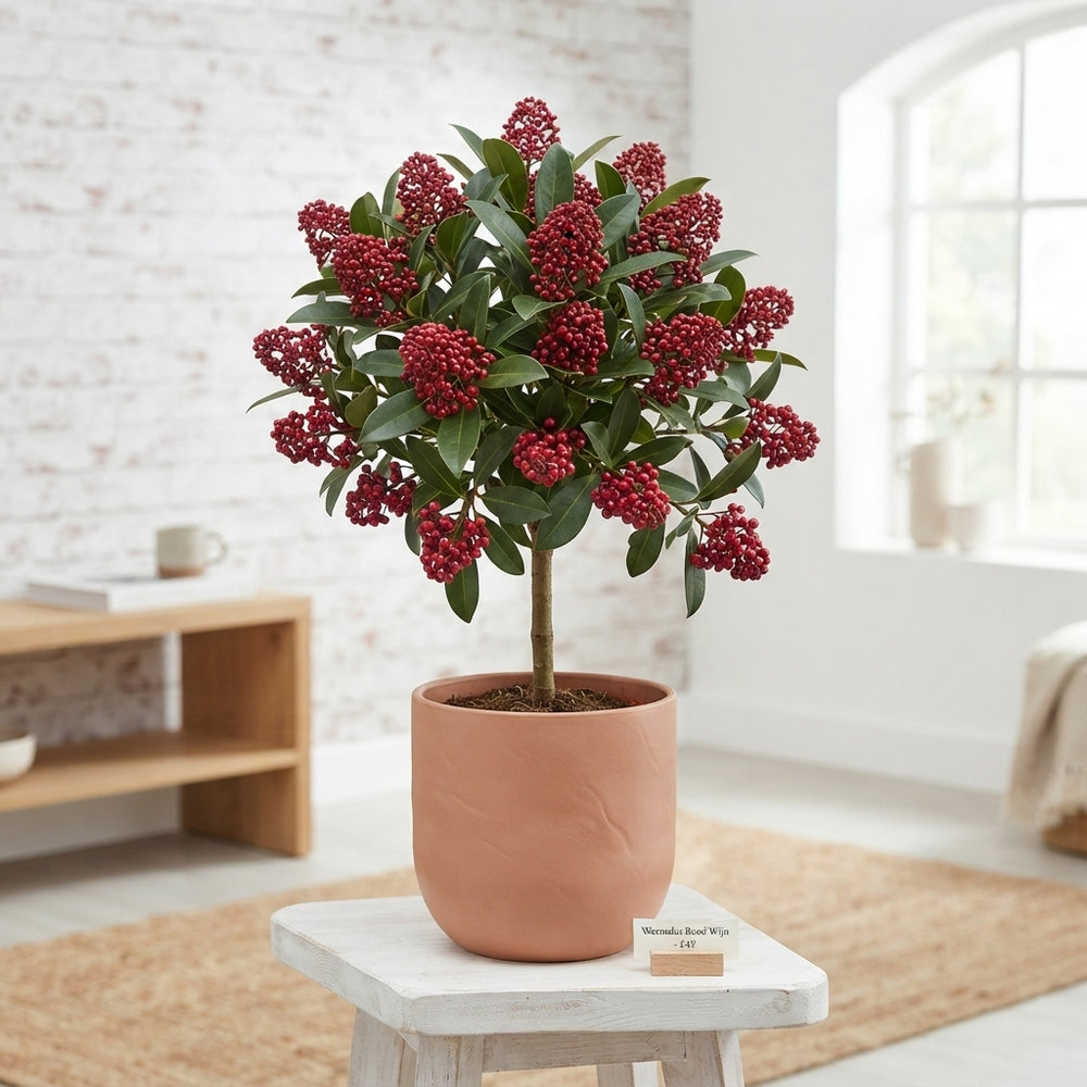 Red Wax Apple Branches – Decorative Stems