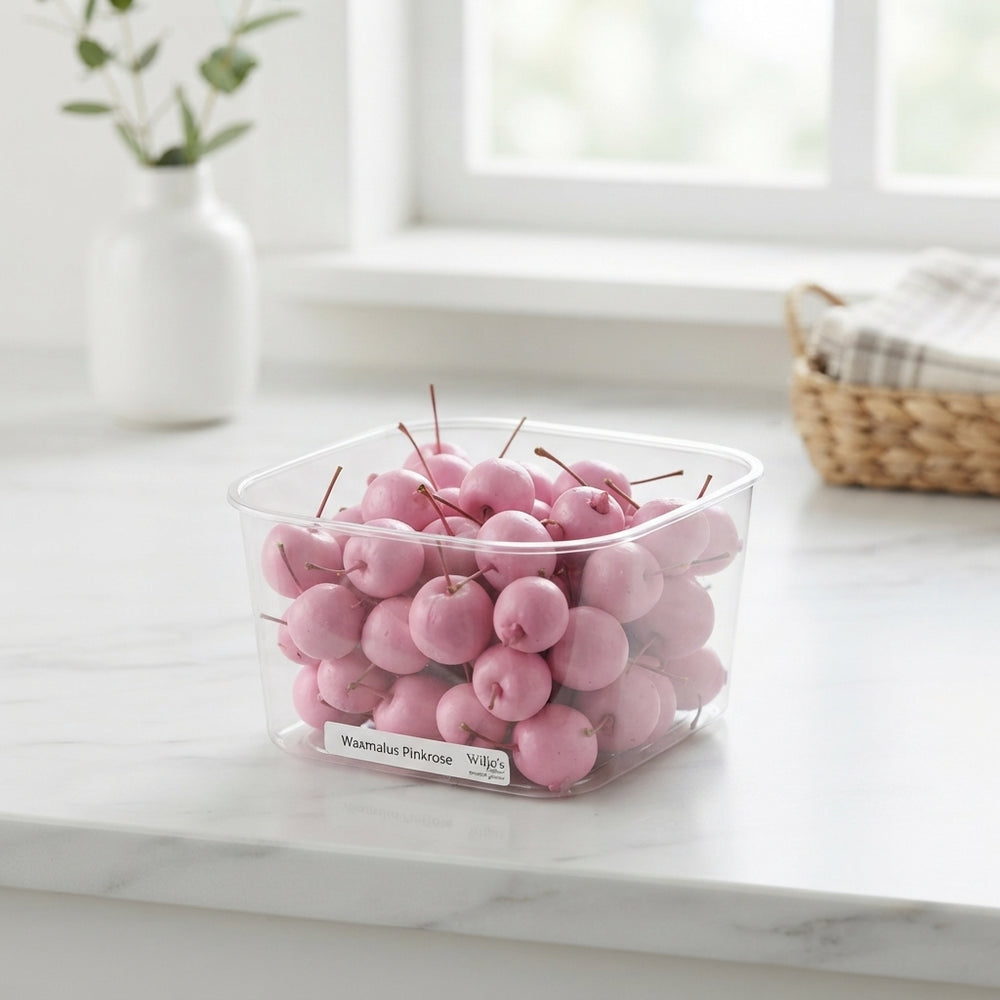 Pink Waxflower (Waxmalus) – Decorative Stems
