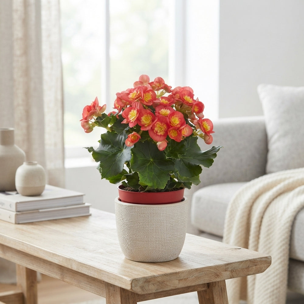 Pink Elatior Begonia (Begonia) – 14cm Pot