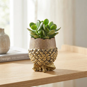 Succulent Arrangement in Ceramic Acorn Pot – 16cm