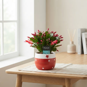 Christmas Cactus ‘Red-White’ (Schlumbergera) – 10.5cm Pot