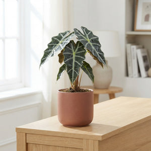 Alocasia Polly (Alocasia x amazonica) – 17cm Pot