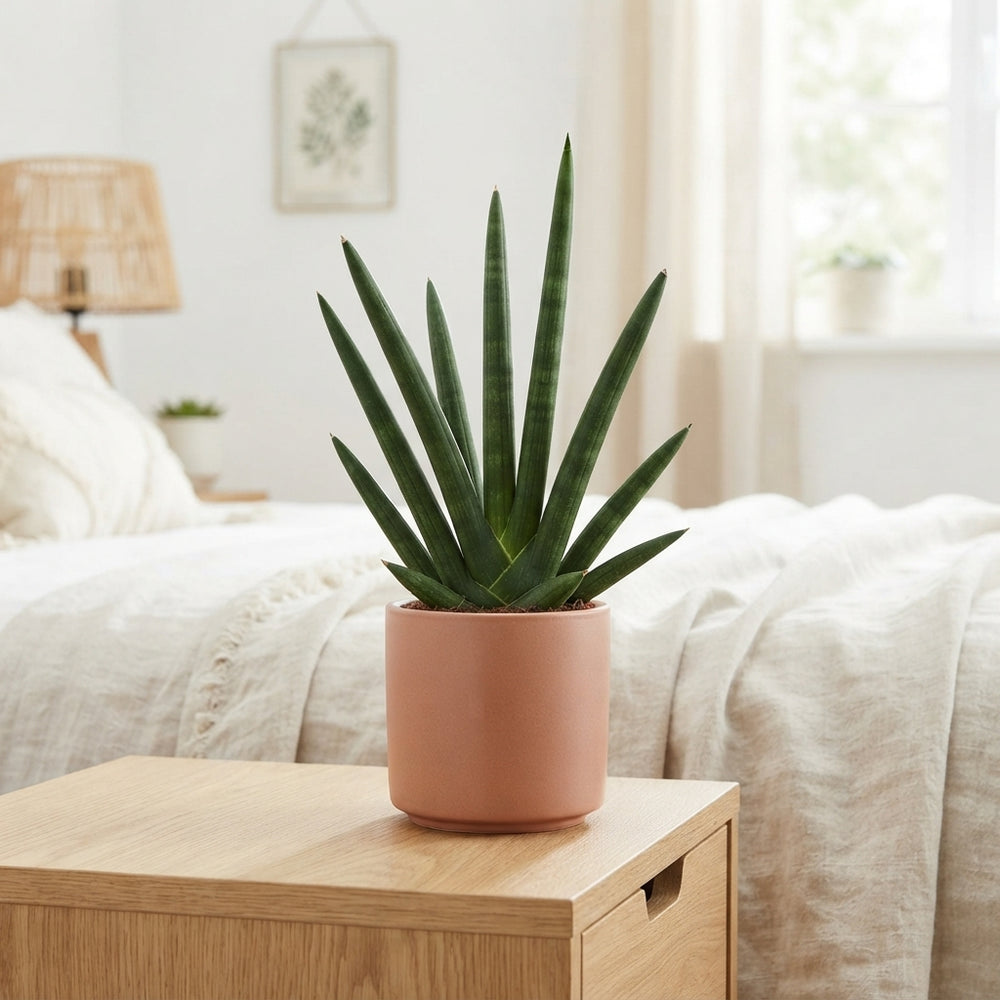 Mikado Sansevieria cylindrica – 8.5cm Pot