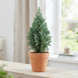 Chamaecyparis ‘Thyoidis’ Toppoint – 9cm Pot