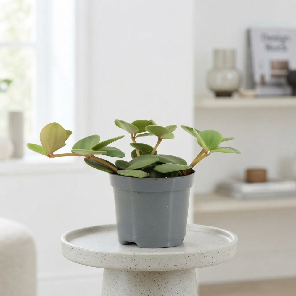 Peperomia Hope – 8.5cm Pot