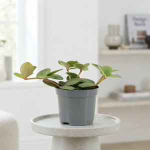 Peperomia Hope – 8.5cm Pot