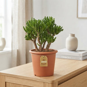 Mixed Crassula Succulent Collection – 22cm Pot