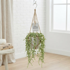 Variegated Senecio – 12cm Pot, 34cm High