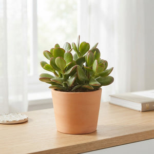 Jade Plant (Crassula ovata) – 12cm Pot