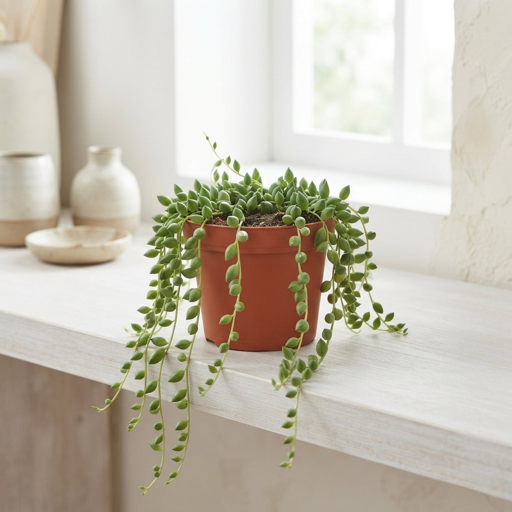 String of Pearls (Senecio herreianus) – 12cm Pot
