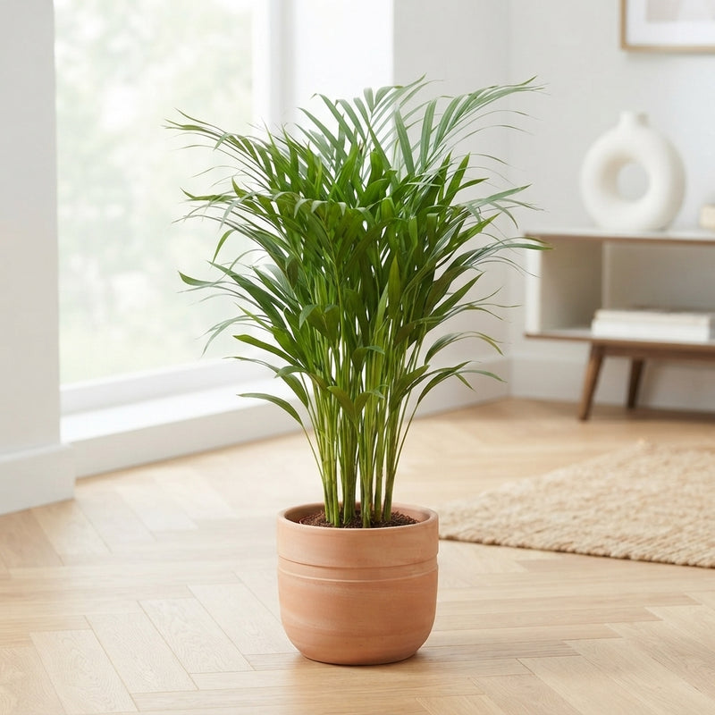 Areca Palm (Dypsis lutescens) – 17cm Pot, 70cm