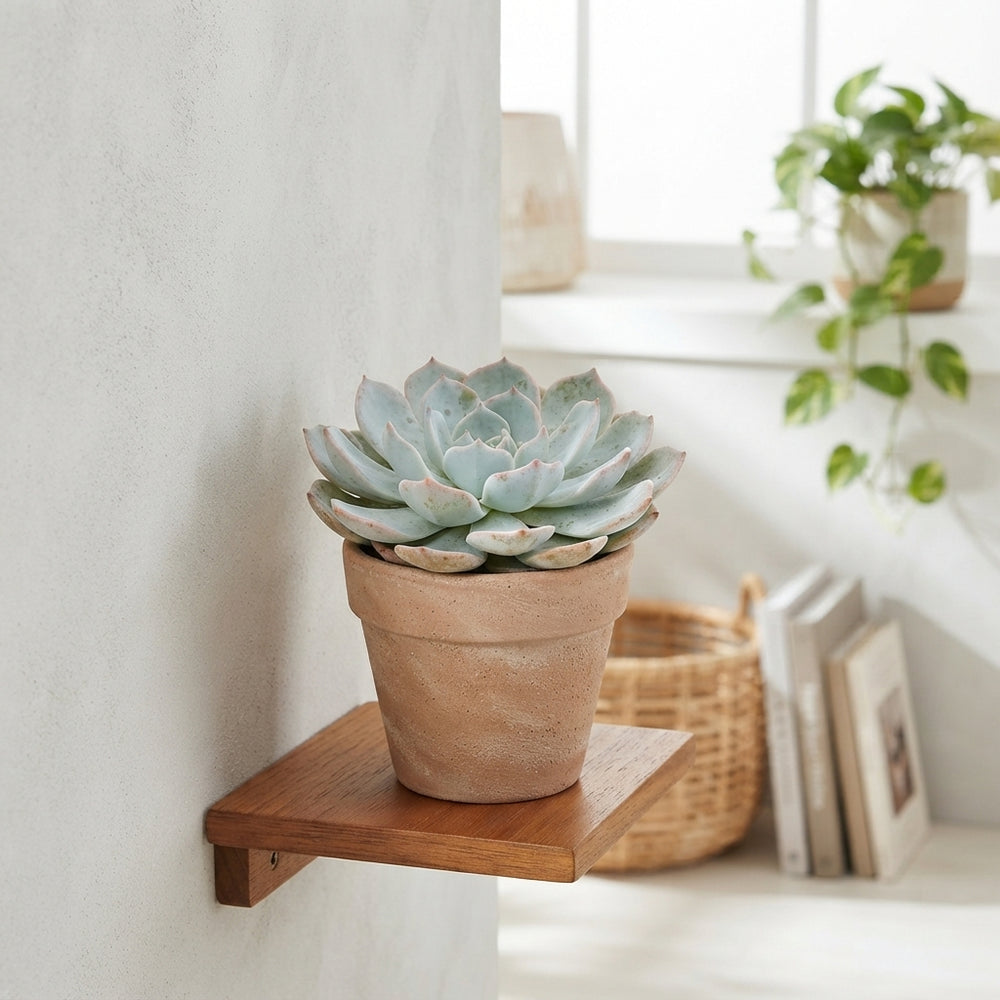Echeveria Colorata Succulent – 8.5cm Pot