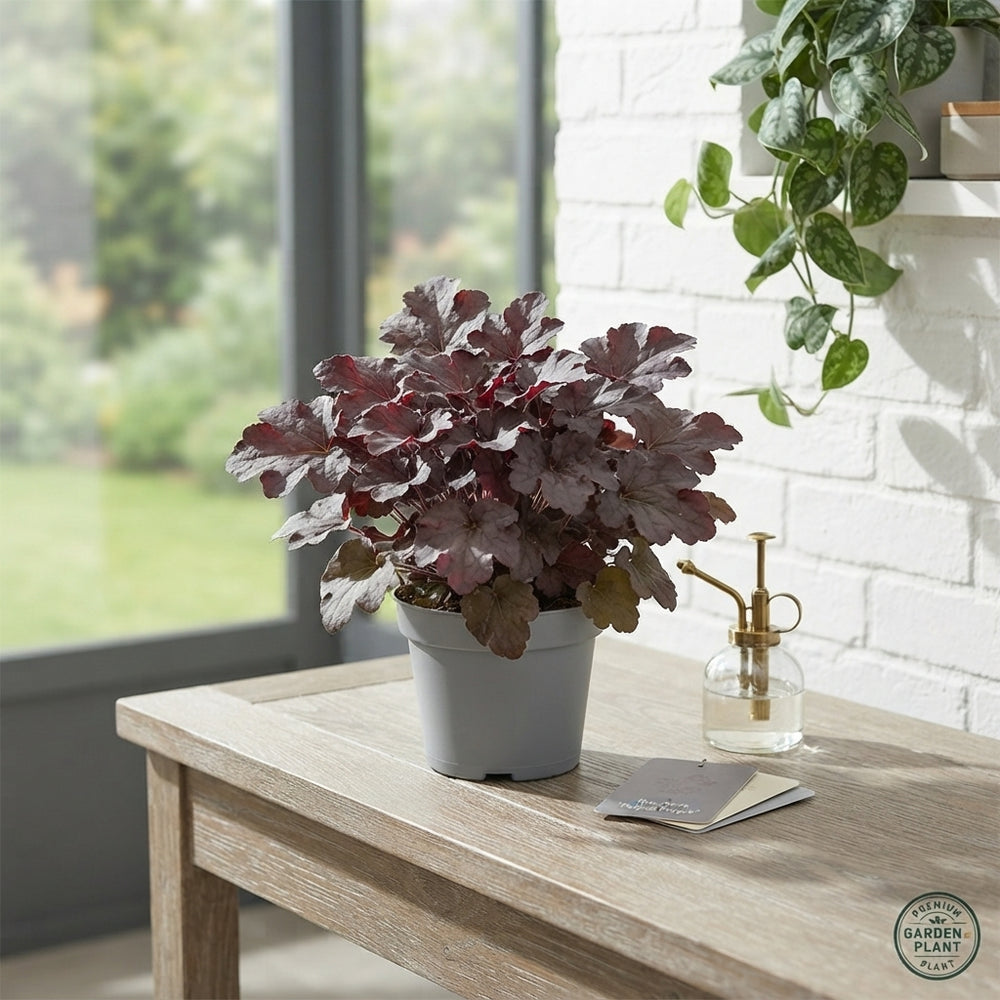 Heuchera 'Palace Purple' – 9cm Pot