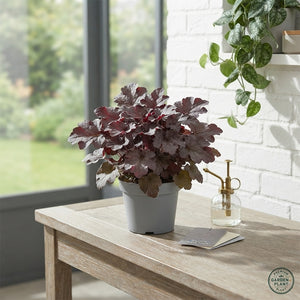 Heuchera 'Palace Purple' – 9cm Pot