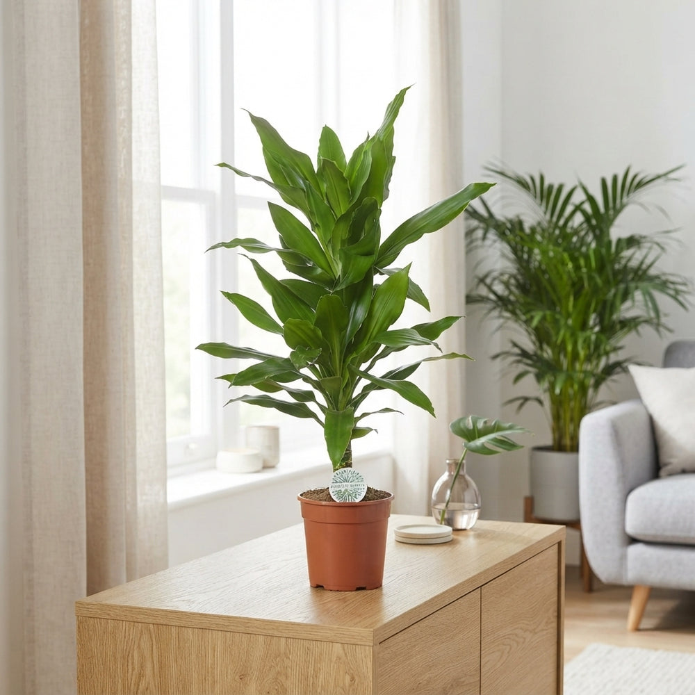 Dracaena fragrans ‘Deremensis’ – 17cm Pot, 75cm High