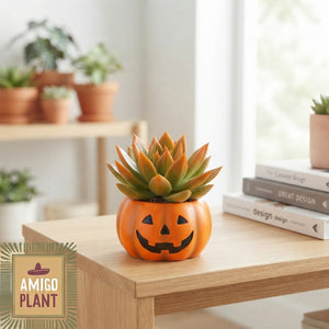 Rainbow Orange Echeveria Succulent – 6cm Pot
