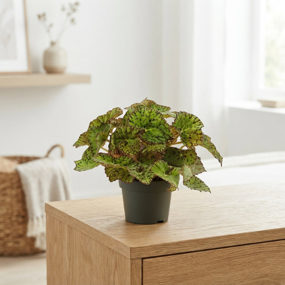 Mixed Begonia Rex Foliage Plant – 13cm Pot