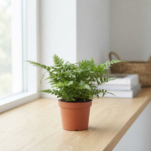 Athyrium Fern – 8.5cm Pot