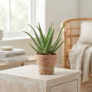 Aloe arborescens – 12cm Pot, Approx. 35cm High