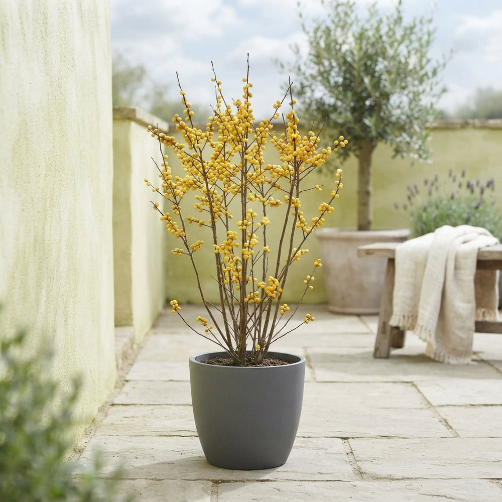 Winterberry Holly (Ilex verticillata) – 23cm Pot