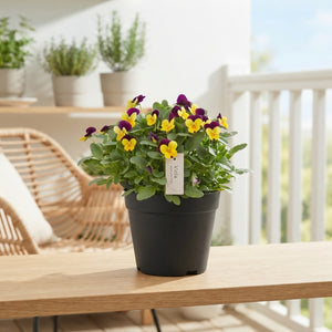 Viola Cornuta Garden Plant – 23cm Pot