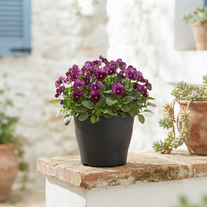 Viola Cornuta ‘Tangarine’ – 23cm Pot