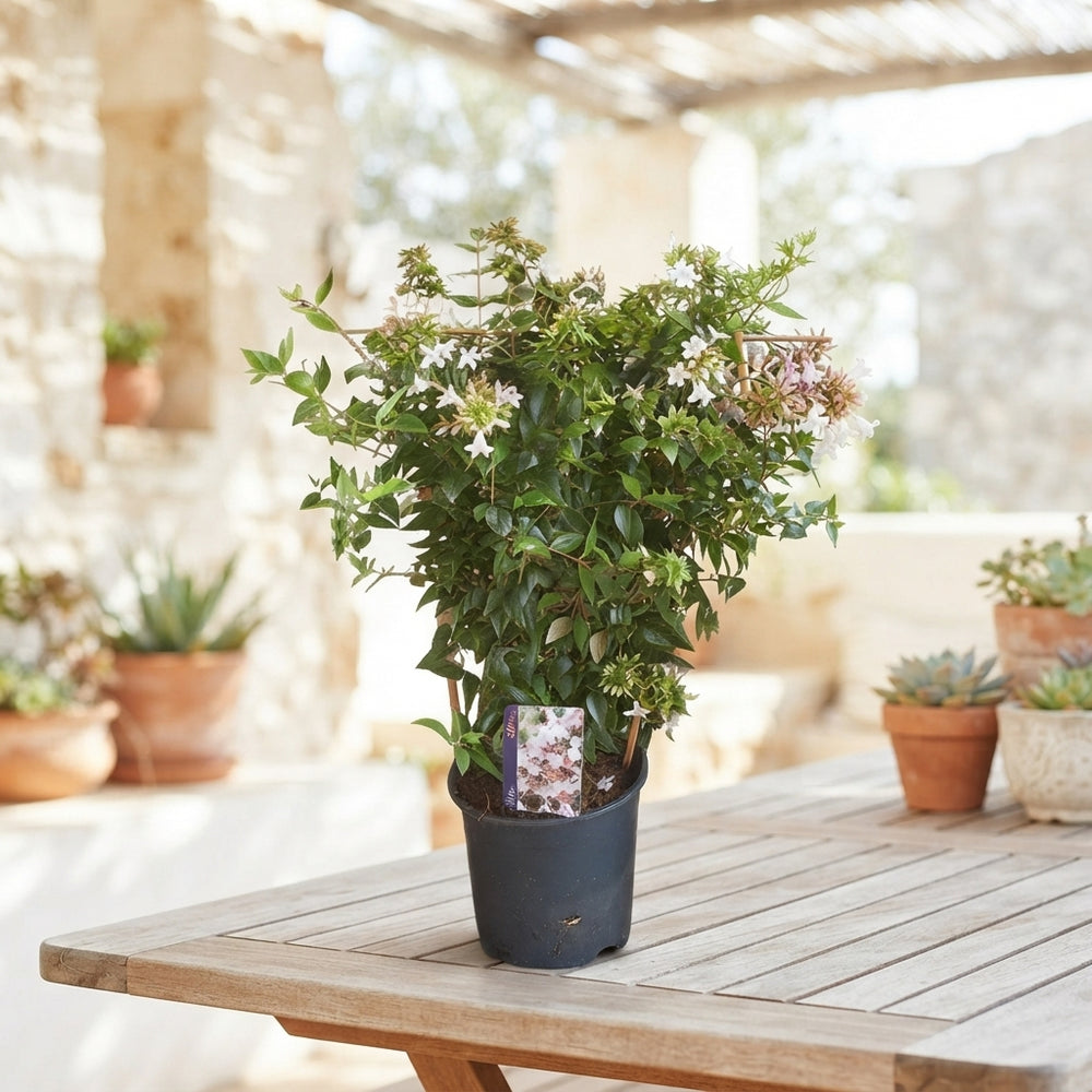 Abelia grandiflora – 17cm Pot, Approx. 60cm Tall