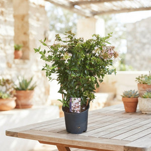 Abelia grandiflora – 17cm Pot, Approx. 60cm Tall