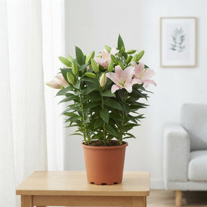 Pale Pink Oriental Lily (Lilium) – 19cm Pot