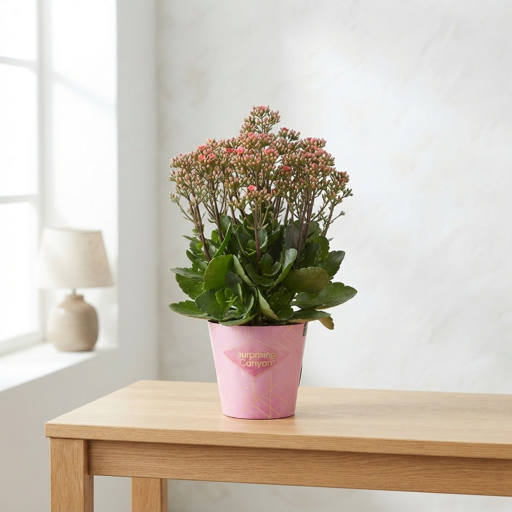 Pink Kalanchoe ‘Surprising Canyon’ – 14cm Pot