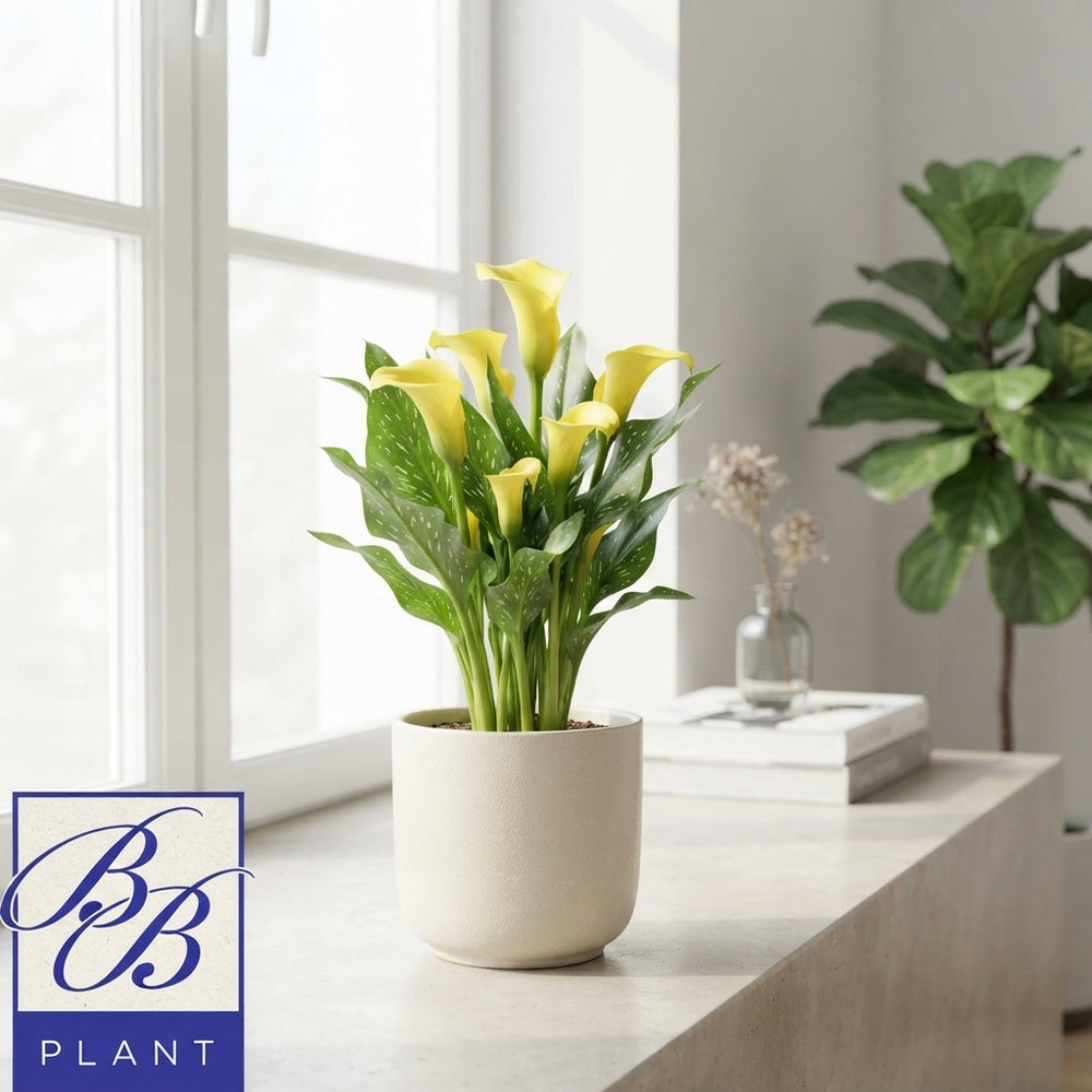 Mixed Zantedeschia Calla Lily – 14cm Pot, 40cm High