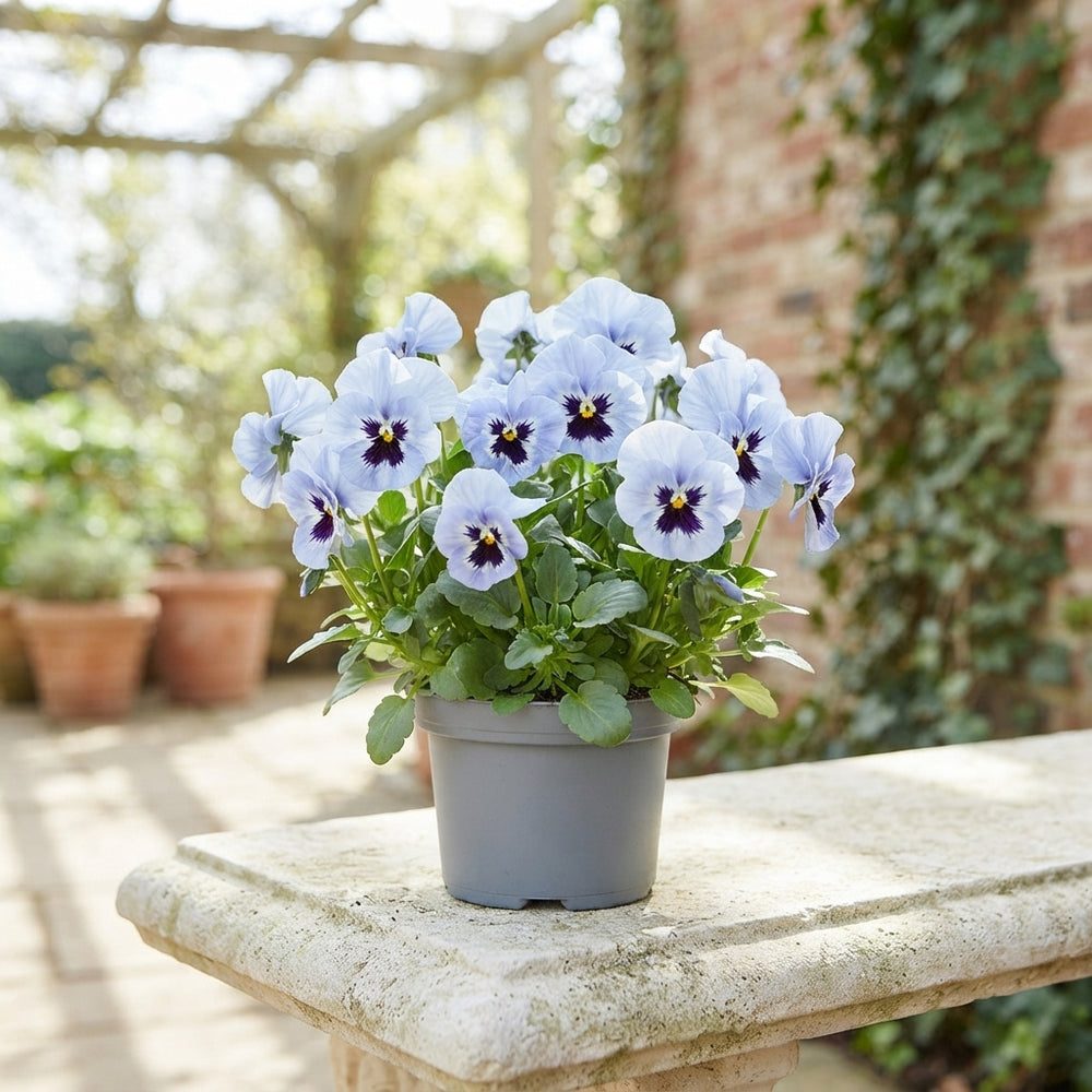 Blue Viola Garden Plant – 9cm Pot