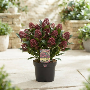 Skimmia japonica 'Rubella' – 17cm Pot, 50cm High