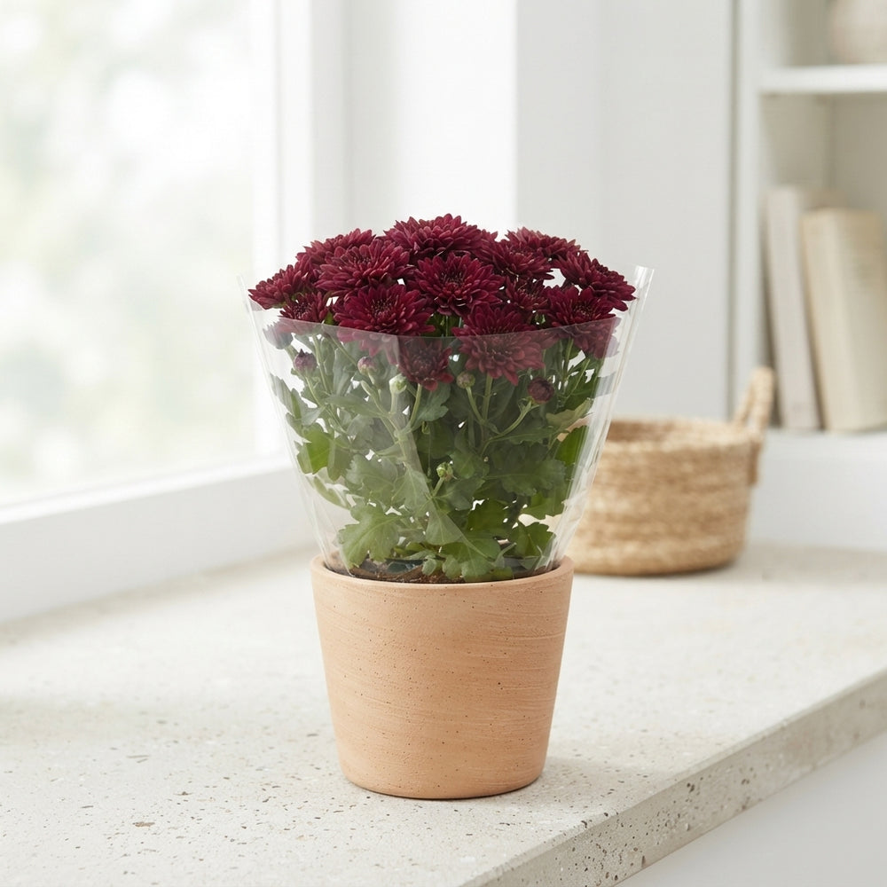 Mixed Chrysanthemum – 10.5cm Pot