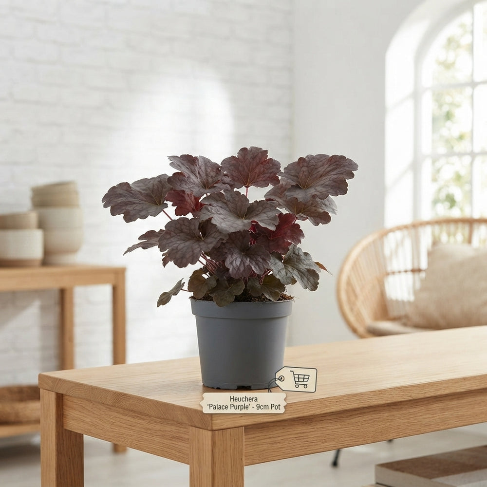 Heuchera 'Palace Purple' – 9cm Pot