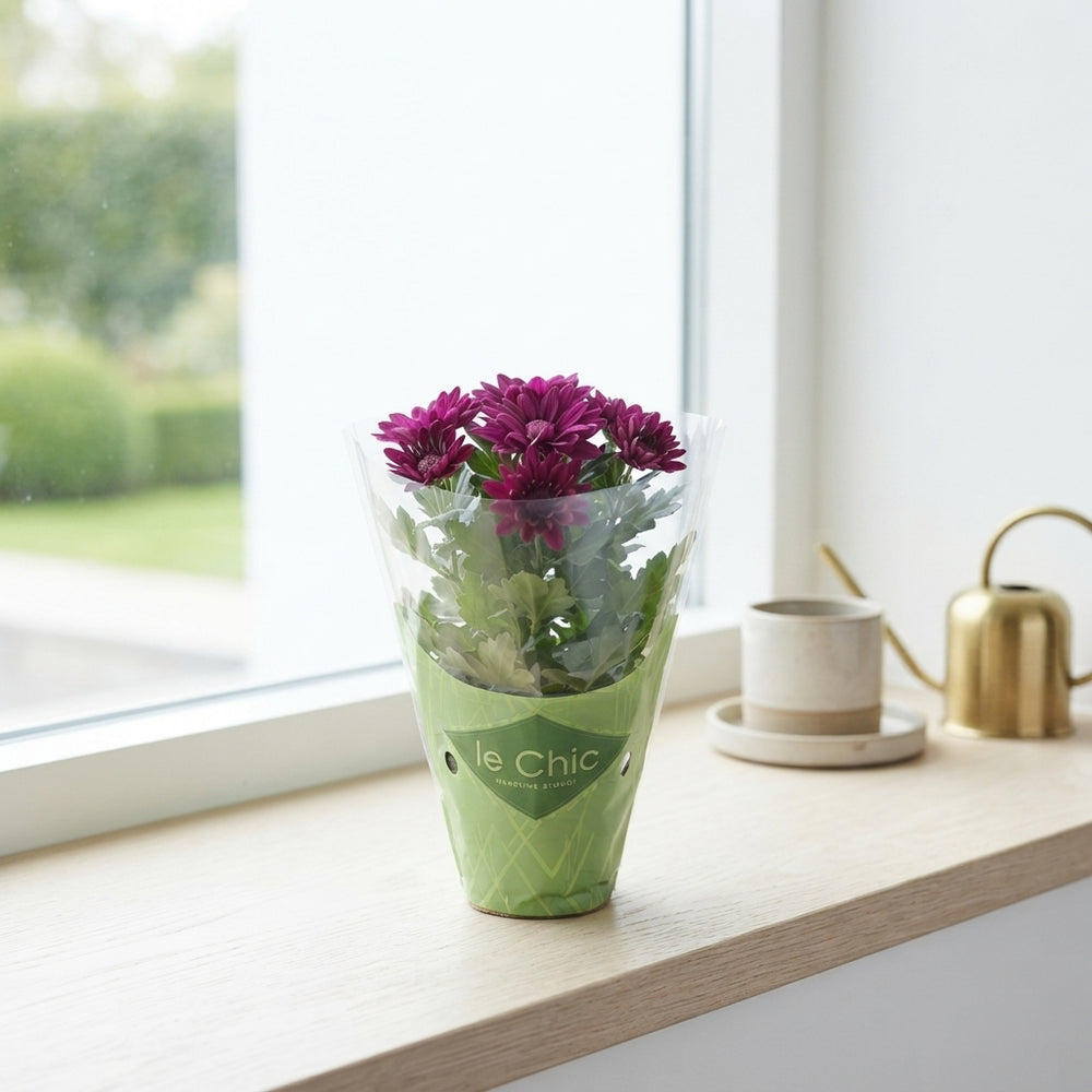 Mixed Chrysanthemum Houseplant – 8cm Pot