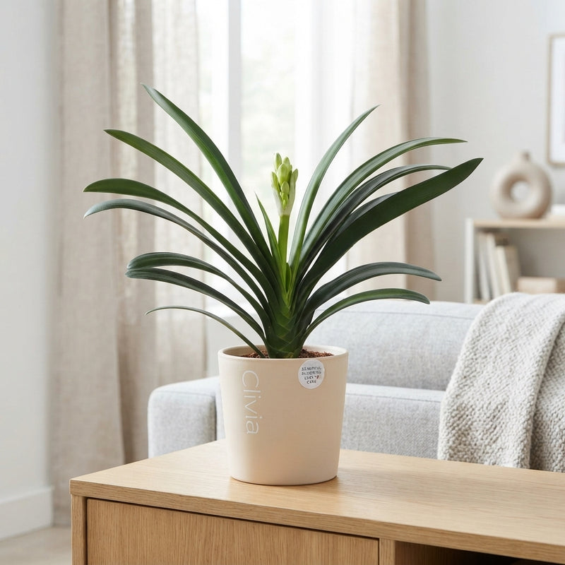 Clivia Miniata Flowering Houseplant – 13cm Pot