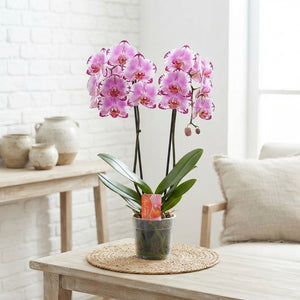 White Phalaenopsis Orchid ‘Dream Glory’ – 12cm Pot