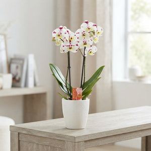 White Cascade Phalaenopsis Orchid – 12cm Pot