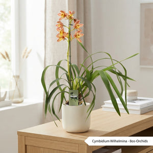 Cymbidium Orchid ‘Wilhelmina’ – 12cm Pot, 60cm Tall