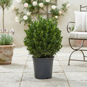 Green Spire Euonymus (Euonymus japonicus) – 24cm Pot