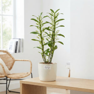 White Dendrobium Nobile Orchid – 12cm Pot