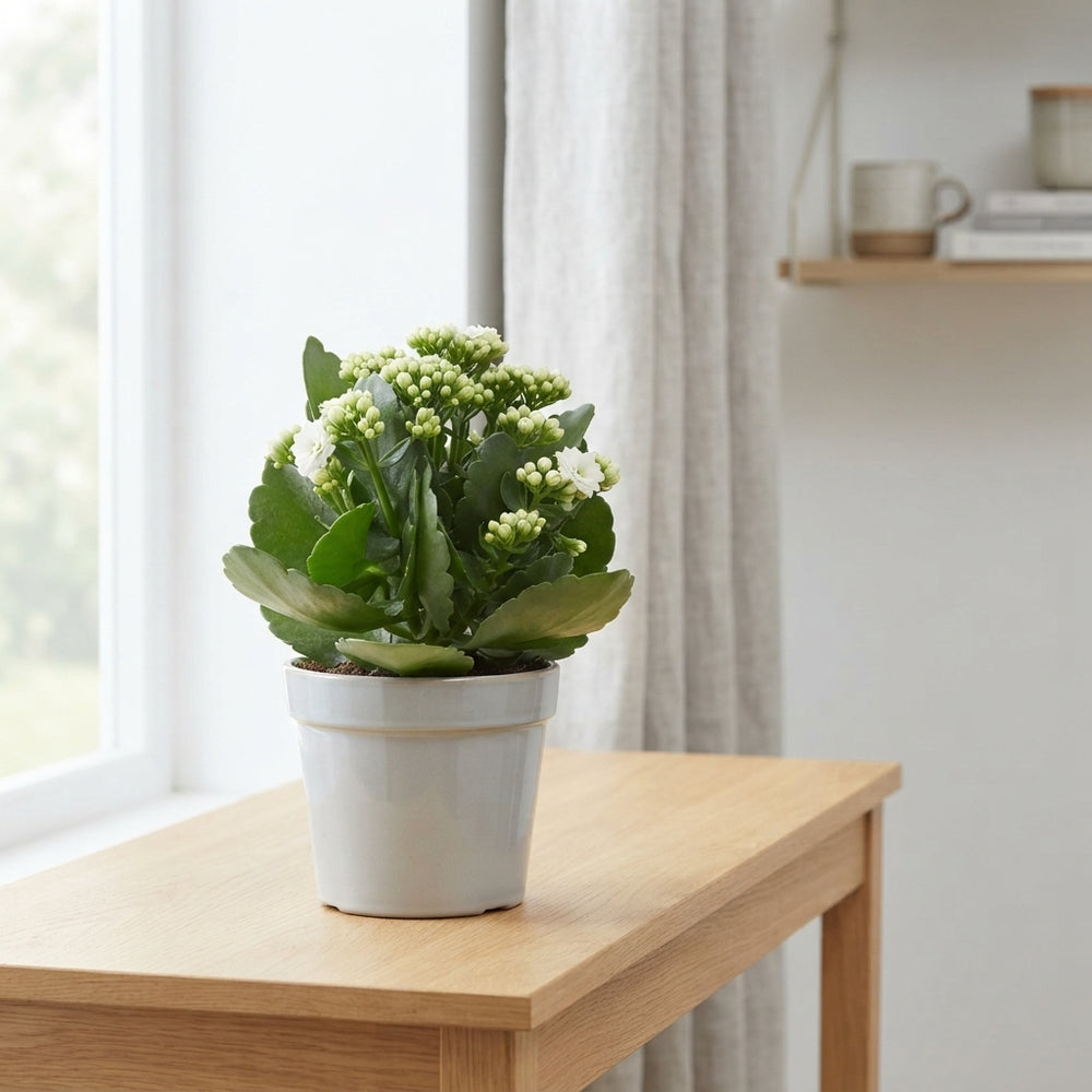 White Double Kalanchoe – 12cm Pot