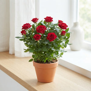 Mixed Patio Rose (Rosa) – 13cm Pot