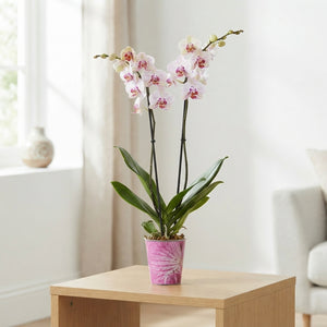 Mixed Phalaenopsis Orchid – 12cm Pot, 75cm High