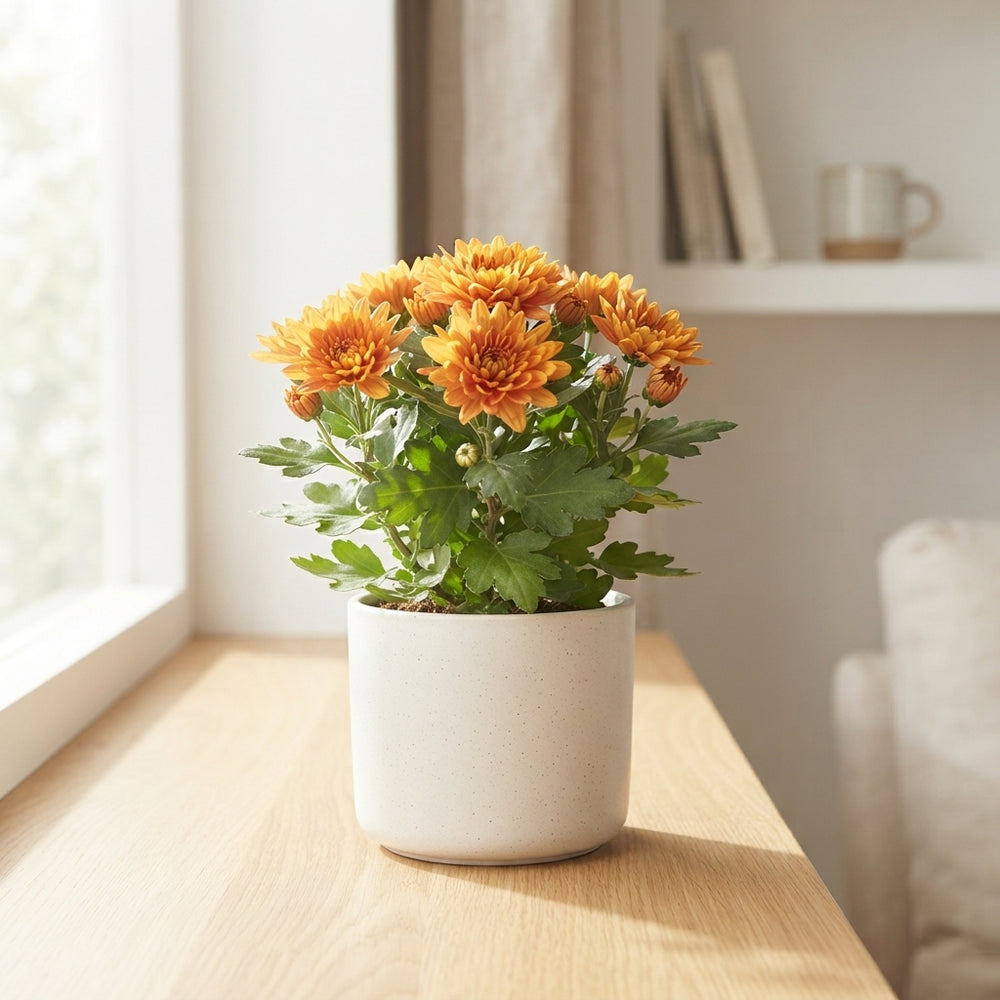 Double Orange Chrysanthemum (Chrysanthemum indicum) – 12cm Pot